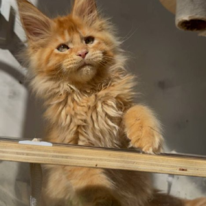 Orange Maine Coon Kitten for Sale USA – Male