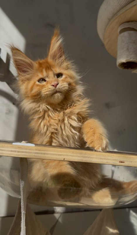 Orange Maine Coon Kitten for Sale USA – Male
