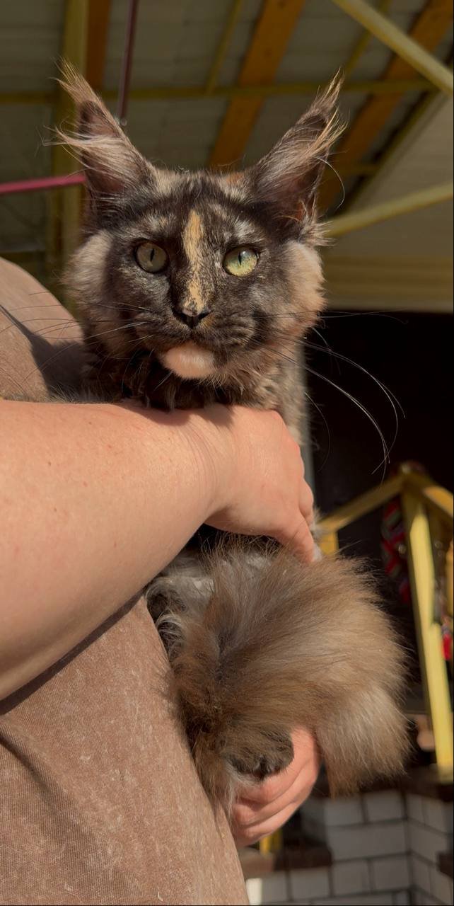 Rare Tortoiseshell Maine Coon Kitten for Sale USA – Female - Image 3