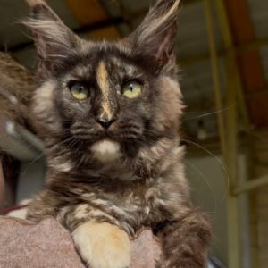 Rare Tortoiseshell Maine Coon Kitten for Sale USA – Female