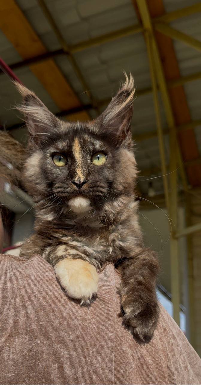 Rare Tortoiseshell Maine Coon Kitten for Sale USA – Female