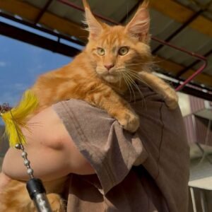 Orange Maine Coon kitten sitting on a cat tree in natural sunlight.